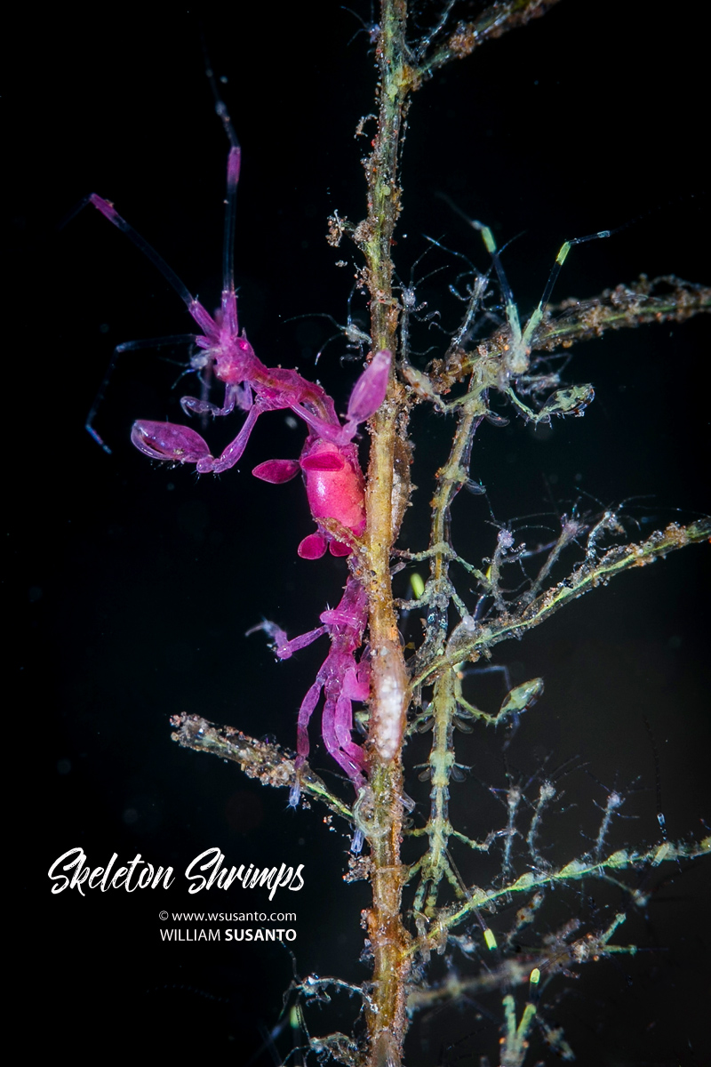Skeleton Shrimps and Babies